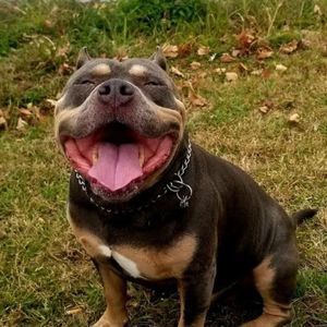 Meet your Posher, Jeep